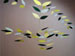 Jan Carson Misty Forest Silk Mobile
